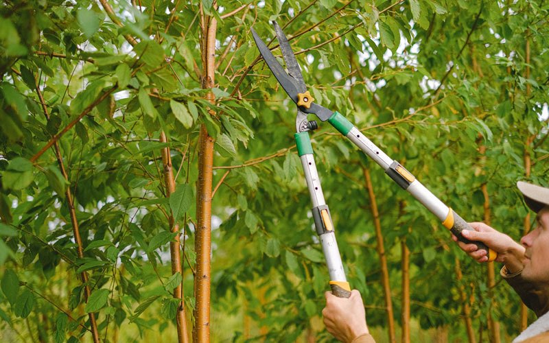 Tree trimming in Neche, ND