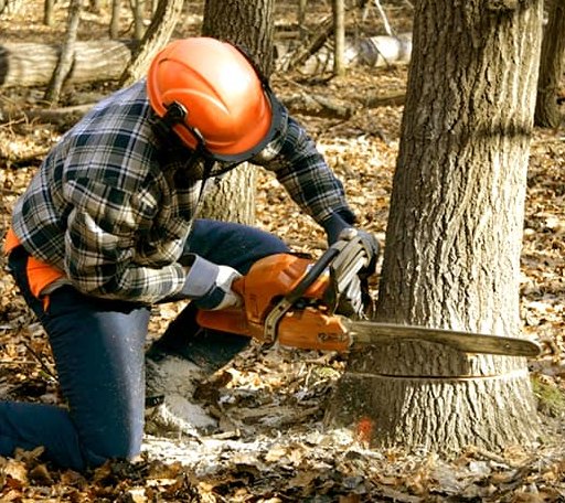 Tree Removal in Neche, ND